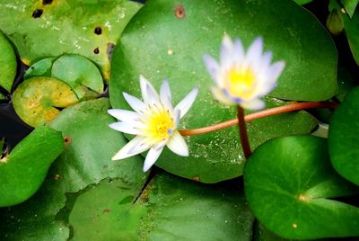 Close-up of flowering plant