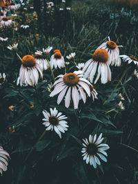 High angle view of white flowering plants