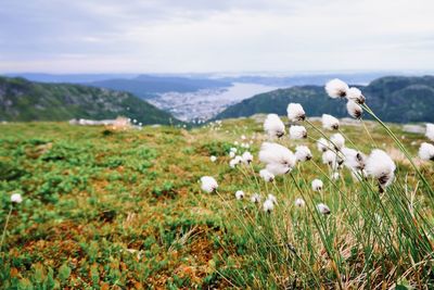 White flowers on field against sky by vidden hiking trail