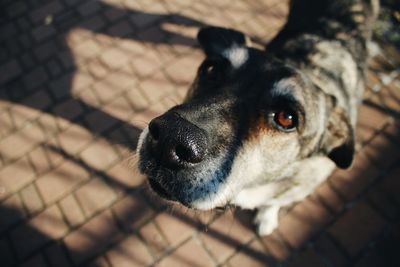 High angle view of dog looking away