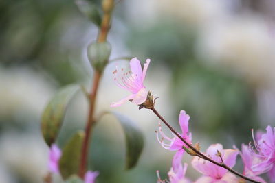 Close-up of pink flowering plant