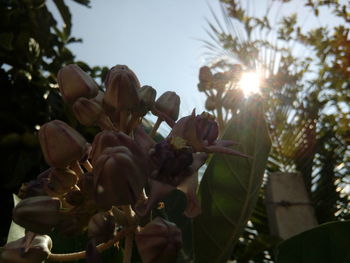 Low angle view of flowering plants against sky