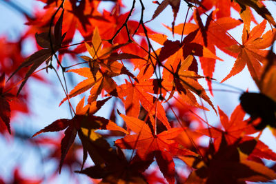 Low angle view of maple leaves on tree