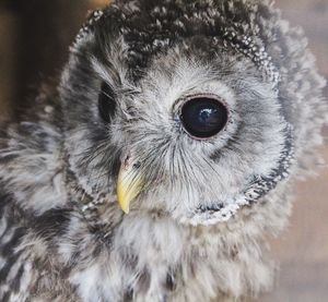 Close-up portrait of owl