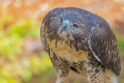 Close-up of red shoulder hawk missing left eye 