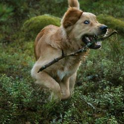 High angle view of golden retriever on field