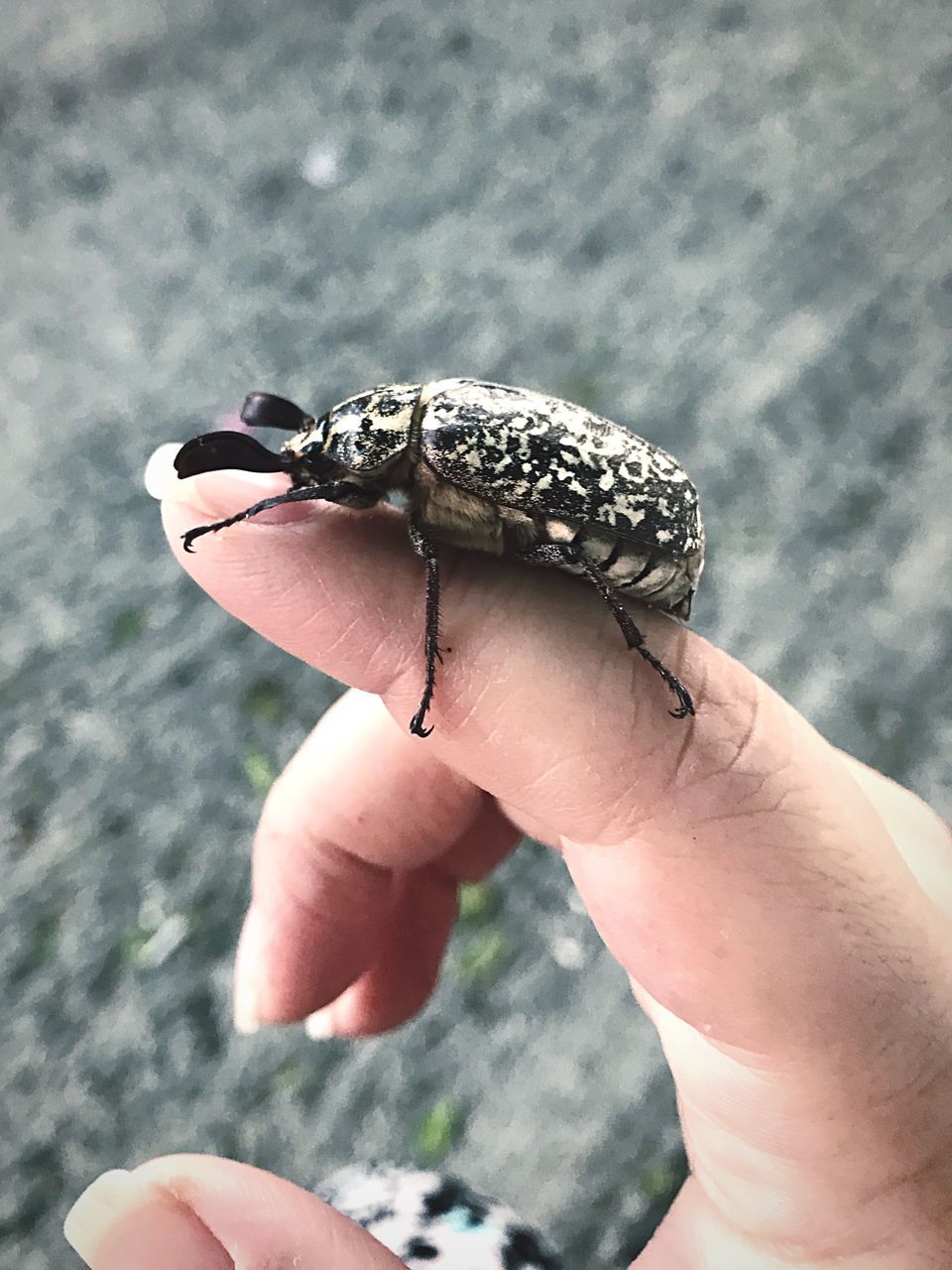 human hand, hand, human body part, animal wildlife, one person, real people, animal, one animal, animal themes, animals in the wild, holding, body part, human finger, finger, unrecognizable person, focus on foreground, close-up, lifestyles, personal perspective, day, outdoors