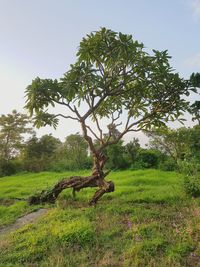 Tree on field against sky