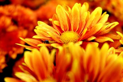 Close-up of yellow flower