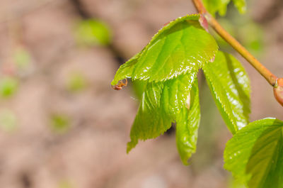 Close-up of wet plant leaves