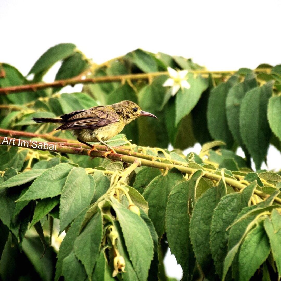 CLOSE-UP OF BIRD PERCHING ON TREE