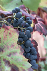 Close-up of grapes growing in vineyard