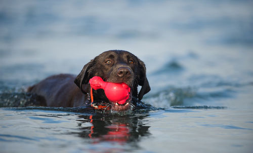 Close-up of dog swimming ith red chew toy in water