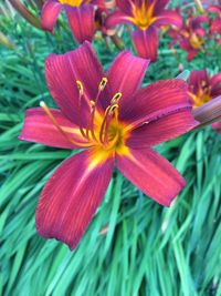 Close-up of red flower