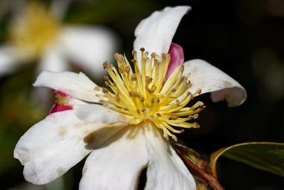 Close-up of white flowering plant