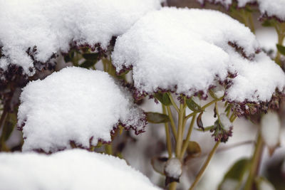 Close-up of snow covered plants