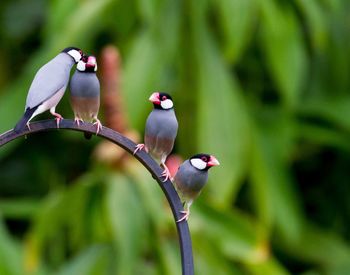 Low angle view of four java sparrow finch perching on metal railing