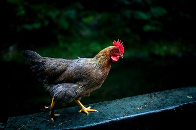 Close-up of rooster