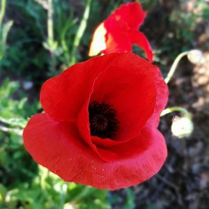 Close-up of red poppy