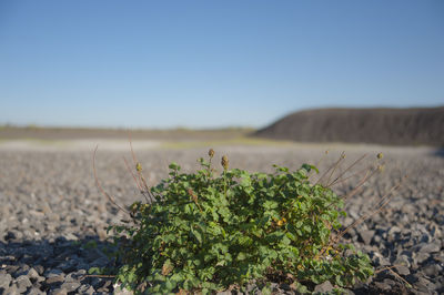 Surface level of land against clear sky