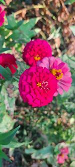 flowering plant
