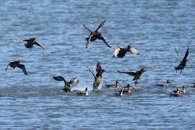 Birds flying over lake