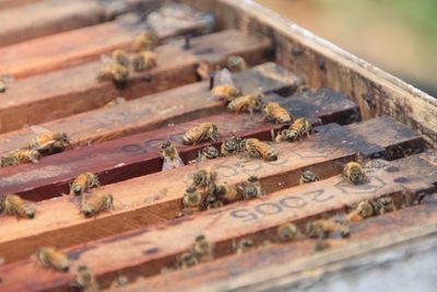 Close-up of bees on crate