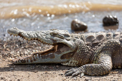 Close-up of crocodile on land