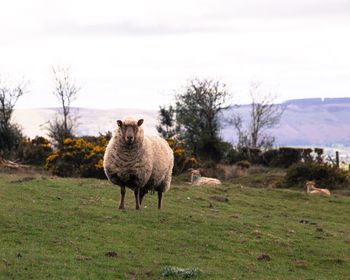 Sheep standing on field against sky