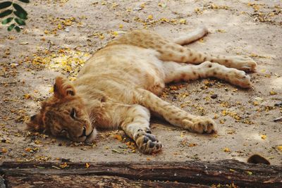 High angle view of a cat lying on land