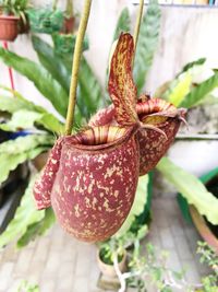 Close-up of flower plant