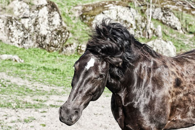Close-up of horse standing on field