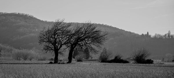 Bare trees on field against sky
