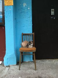 Cat sitting on chair against building