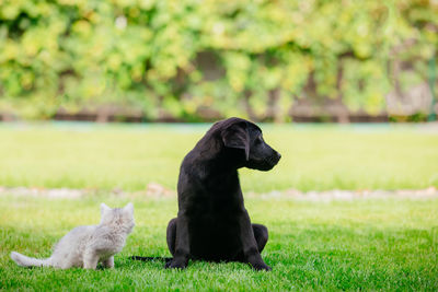 Dog looking away on field