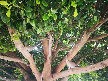 Low angle view of tree branches