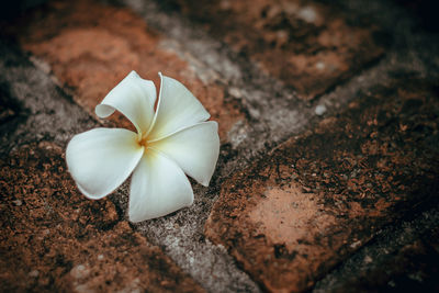 High angle view of white flowering plant