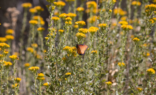 Close-up of butterfly pollinating on yellow flower