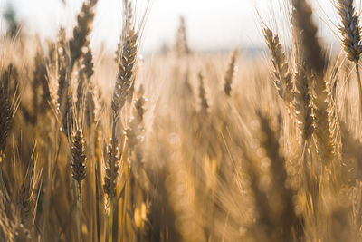 Close-up of wheat growing on field