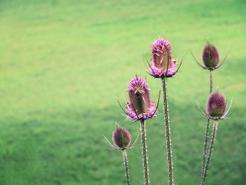 Close-up of purple thistle flowers on field