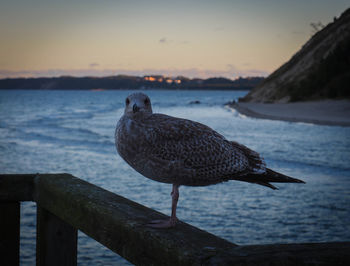 Seagull perching on railing by sea against sky during sunset