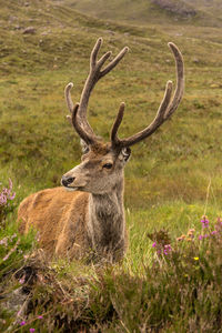 Close-up of deer on field