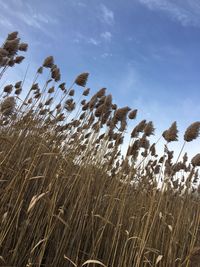 Low angle view of wheat plants on field against sky