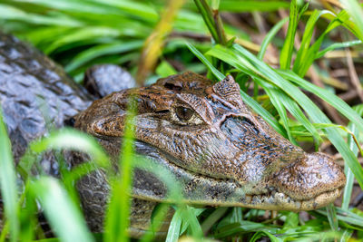 Close-up of crocodile