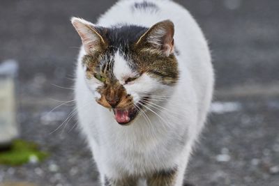 Close-up of cat