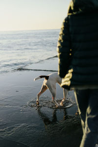 Man and dog on a morning walk near the sea