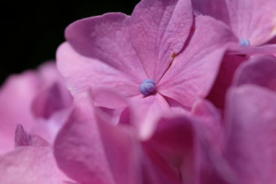 Close-up of pink hydrangea flower