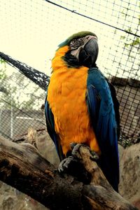 Close-up of a bird in cage