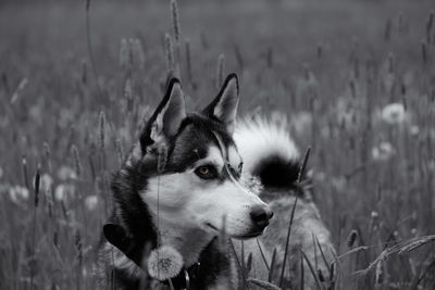 Close-up of dog on field