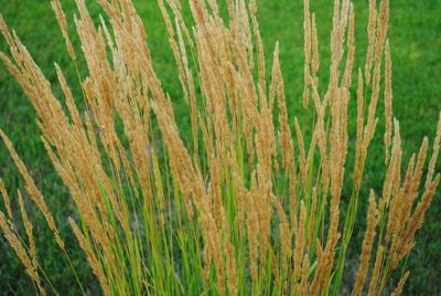 Full frame shot of plants growing on land